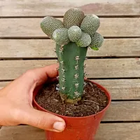 Sulcorebutia heliosa (enxerto - vaso11) - Foto 3