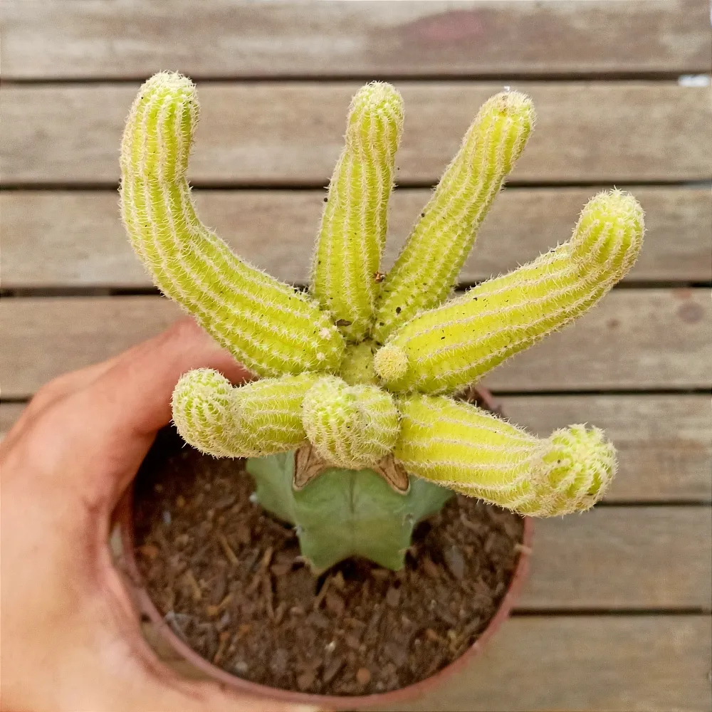 Echinopsis chamarcereus variegata (enxerto - vaso11)