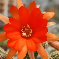 Echinopsis chamarcereus variegata (enxerto - vaso11) - Foto 2