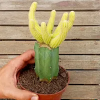 Echinopsis chamarcereus variegata (enxerto - vaso11) - Foto 3