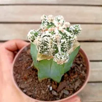 Astrophytum myriostigma cv. Haku-Jo enxertado (vaso11) - Foto 2