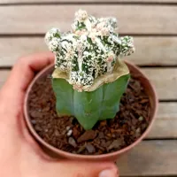 Astrophytum myriostigma cv. Haku-Jo enxertado (vaso11) - Foto 3