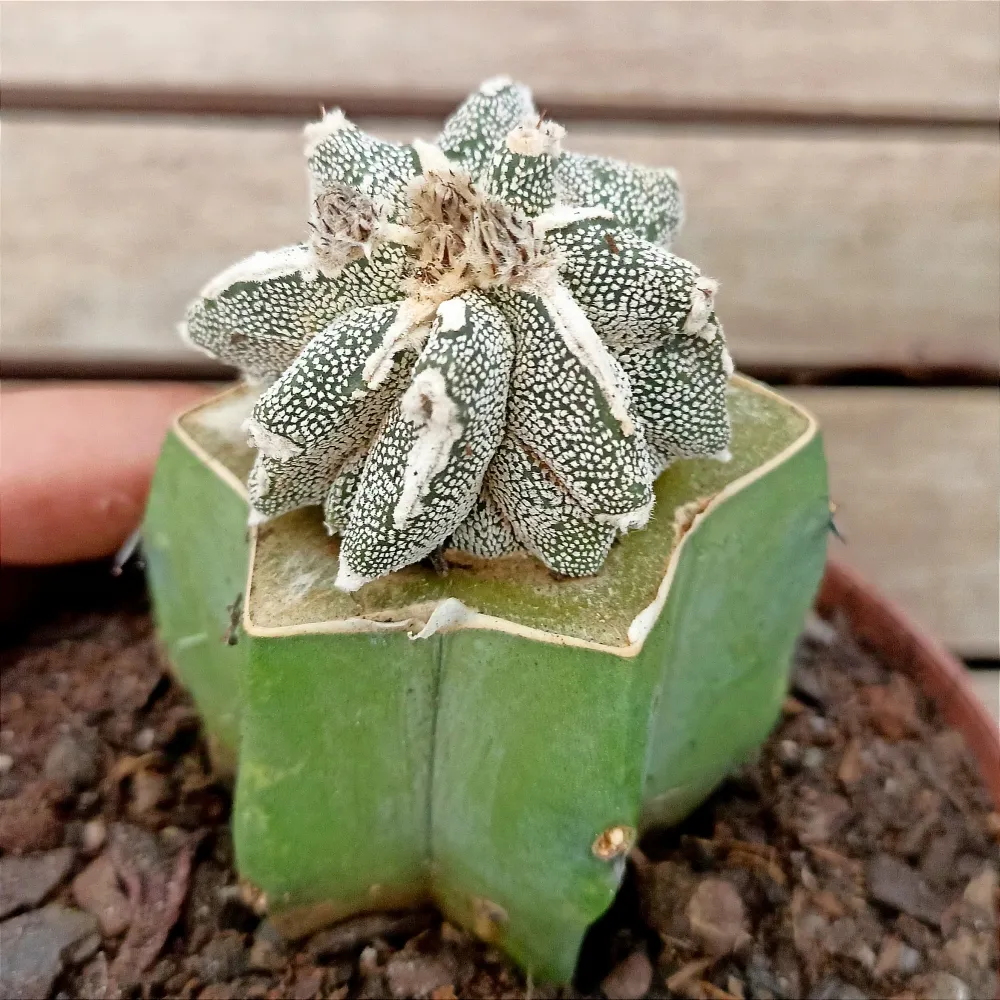 Astrophytum myriostigma cv. 