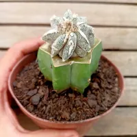 Astrophytum myriostigma cv. 'Fukuryu Hania' (enxerto - vaso11) - Foto 2