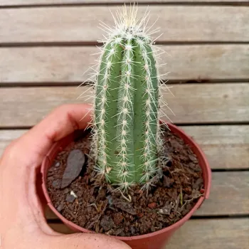 Stephanocereus leucostele (vaso11) - Foto 2