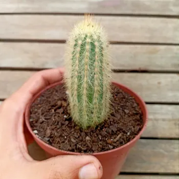 Micranthocereus sp. (vaso11) - Foto 2