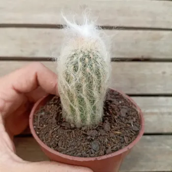 Espostoa mirabilis (vaso9) - Foto 2