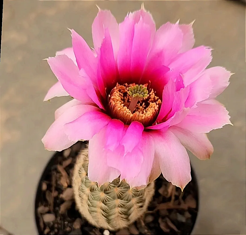 Echinocereus sp. (vaso9)