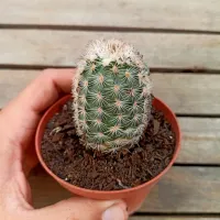 Echinocereus sp. (vaso9) - Foto 2