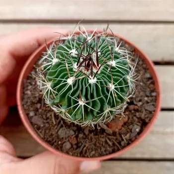 Stenocactus lloydii (echinofossulocactus - vaso9) - Foto 2
