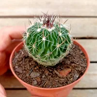 Stenocactus lloydii (echinofossulocactus - vaso9) - Foto 3