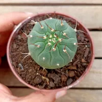 Matucana madisoniorum (vaso7) - Foto 2