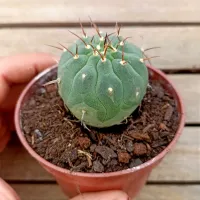 Matucana madisoniorum (vaso7) - Foto 3