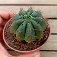 Notocactus arechavaletae (vaso11) - Foto 2