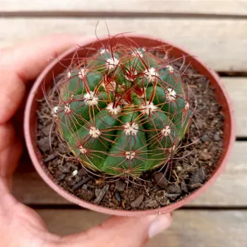 Notocactus ottonis (vaso11) - Foto 2