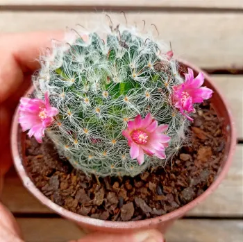 Mammillaria bocasana (vaso11) - Foto 2