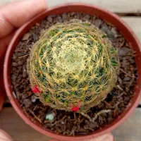 Mammillaria schiedeana (vaso9) - Foto 2