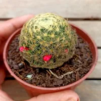 Mammillaria schiedeana (vaso9) - Foto 3