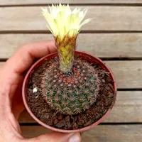 Notocactus mammullosus (vaso9) - Foto 2
