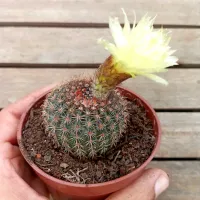 Notocactus mammullosus (vaso9) - Foto 3
