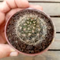 Neoporteria sp. (vaso9) - Foto 2