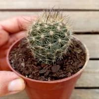 Neoporteria sp. (vaso9) - Foto 3