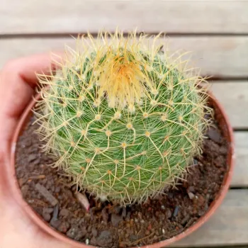 Parodia aureispina (vaso11) - Foto 2