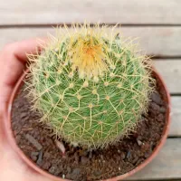 Parodia aureispina (vaso9) - Foto 2