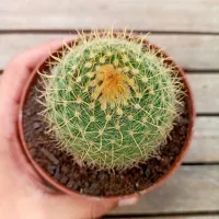 Parodia aureispina (vaso9) - Foto 3