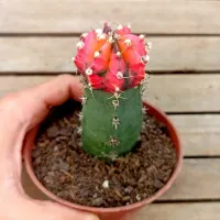 Gymnocactus mihanovichii variegata manchado (único enxerto - vaso11)