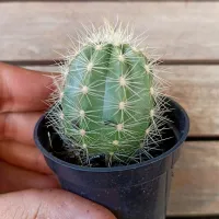Stephanocereus leucostele (vaso6) - Foto 2