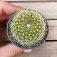 Parodia sp. (vaso6)