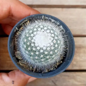 Notocactus scopa v. albispinus (vaso6) - Foto 2