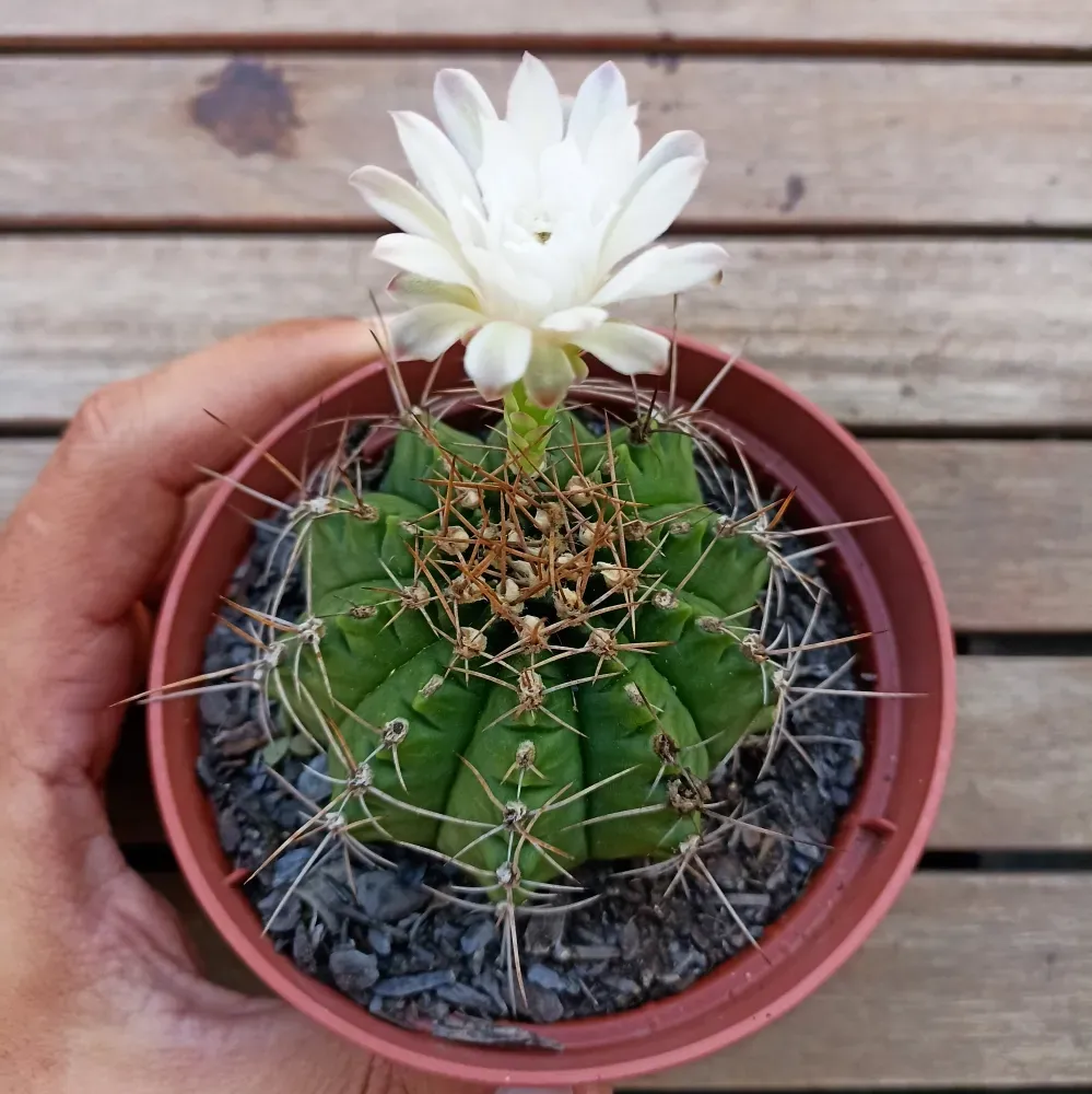 Gymnocalycium anistii (Flor branca - vaso6) Imagem