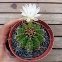 Gymnocalycium anistii (Flor branca - vaso6)