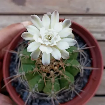 Gymnocalycium anistii (Flor branca - vaso6) - Foto 2