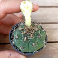Gymnocalycium anistii (Flor branca - vaso6) - Foto 3