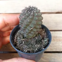 Copiapoa humilis var. tenuissima (vaso7) - Foto 2