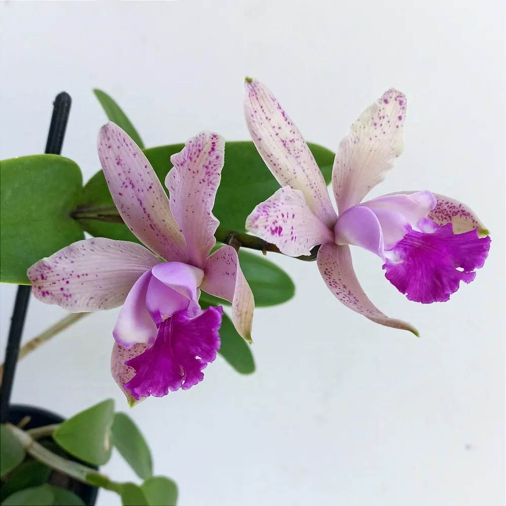 Cattleya intermedia (vaso11) Imagem