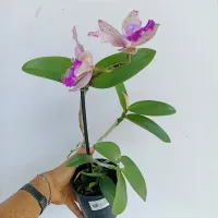 Cattleya intermedia (vaso11) - Foto 2