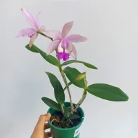 Cattleya intermedia 'Flamea' (vaso11)