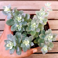 Graptoveria 'Chroma' X 'Douglas Huth' (brotação variegatavaso11)