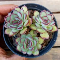 Echeveria 'Mexican Poldensis' (3 mudas - vaso11)