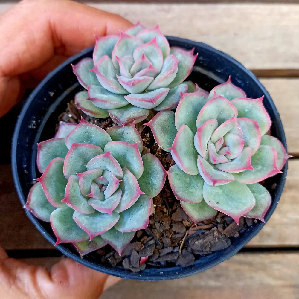 Echeveria 