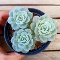 Echeveria Atlantis (3 mudas - vaso9)