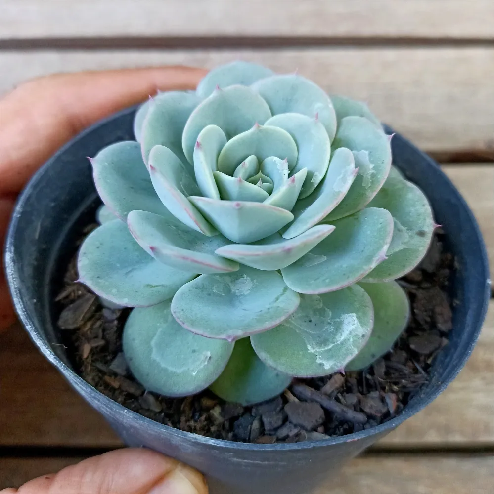 Echeveria 