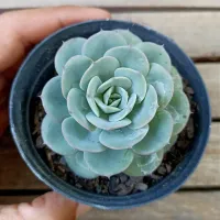 Echeveria 'Atlantis' (vaso9) - Foto 2