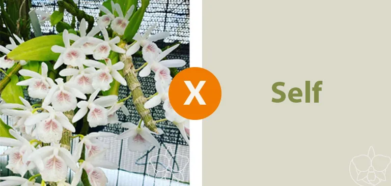 Dendrobium Cretaceum  Imagem