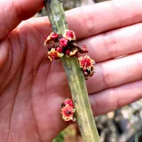 Euphorbia sipolisii (Nativa do Brasil - vaso11) - Foto 3