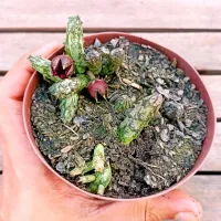 Stapelianthus hardyi (varias hates - vaso9) - Foto 2